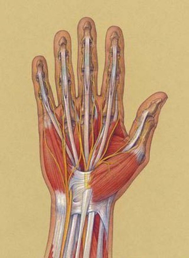 Большие жилы на руках. Сухожилия сгибателей пальцев кисти анатомия. Сухожилие сгибателя пальца анатомия. Лигаментит сухожилия сгибателя. Сухожилия сгибателя 1 пальца.