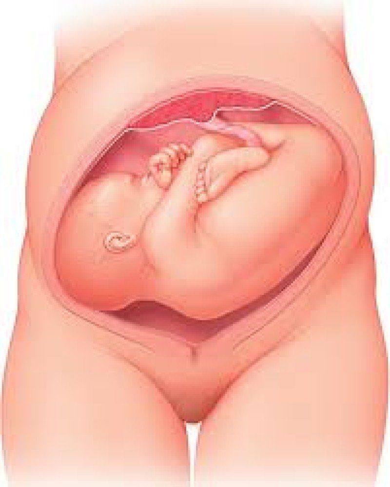 Малыш на 37 неделе. Поперечное предлежание плода. Расположение ребенка в утробе.