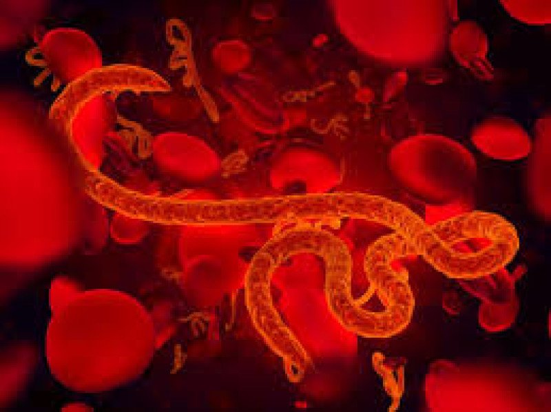 Геморрагическая лихорадка эбола - 1